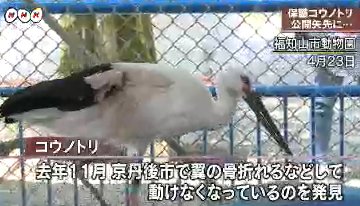 福知山動物園のコウノトリ足を滑らせ骨折し死ぬ ニュースを観察したい